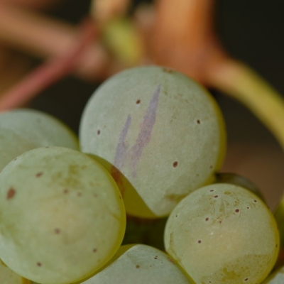 Farbmutation roter zu weissem Riesling ANT 1462